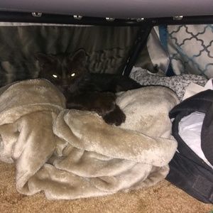 Meet your Posher, Rhiannon